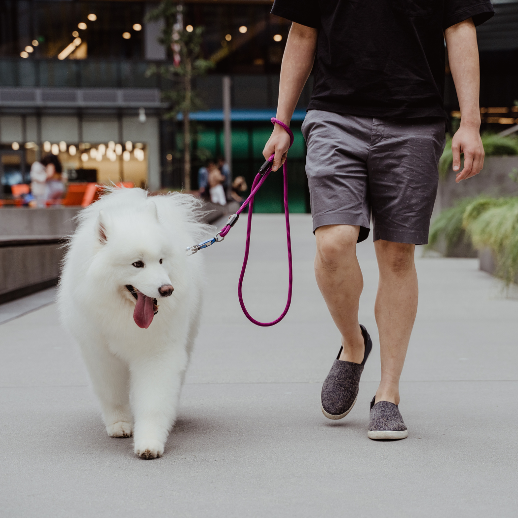 Patented Magnetic Dog Leash - One-Hand Connect & Release