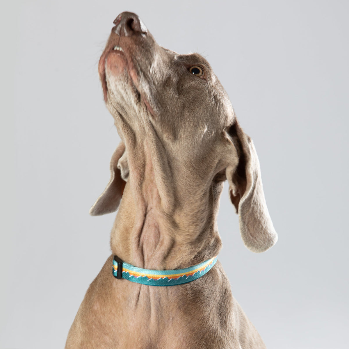 Classic Dog Collar 1''